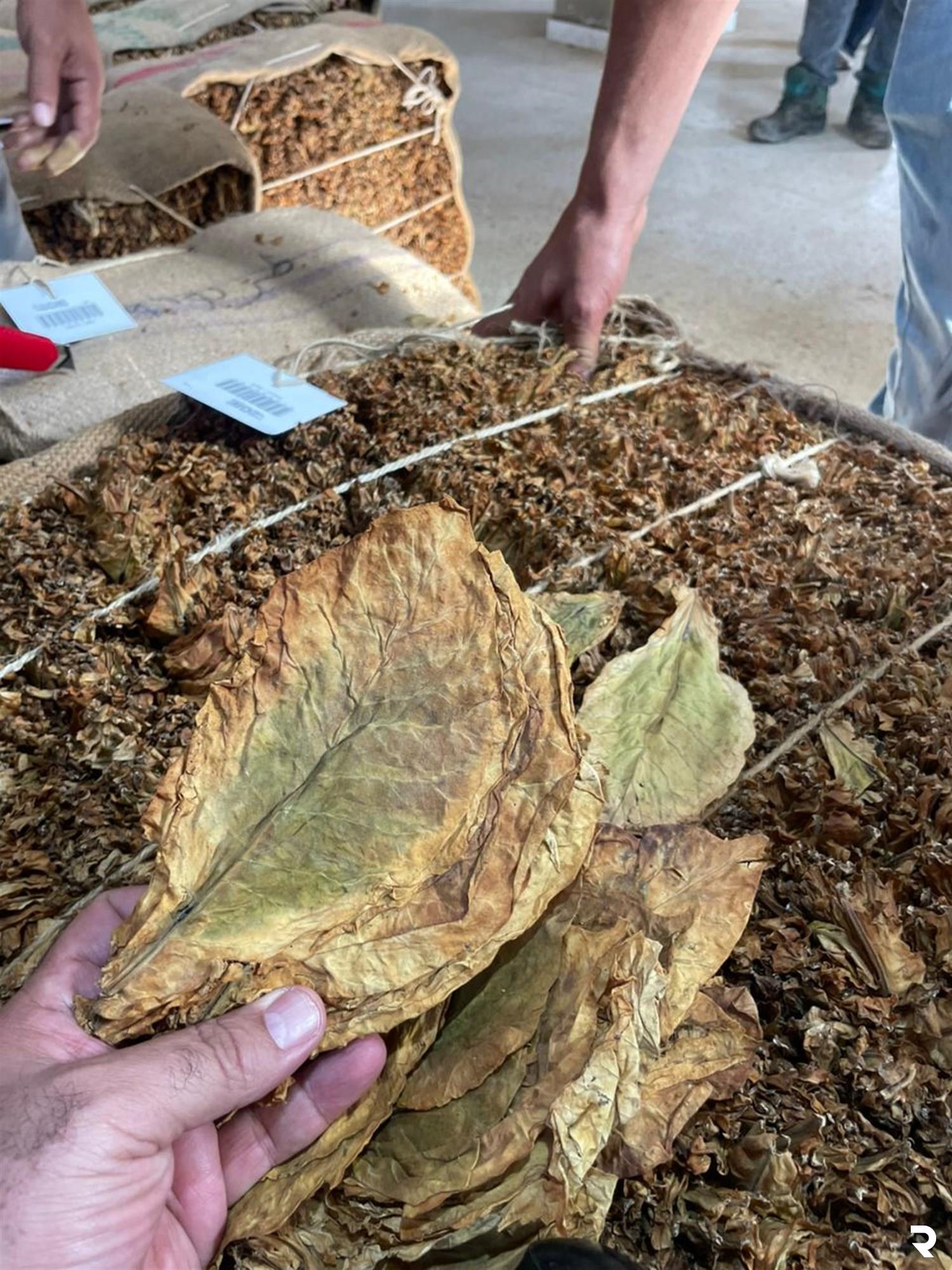 Regie to begin receiving crops from northern Lebanon farmers on September 24