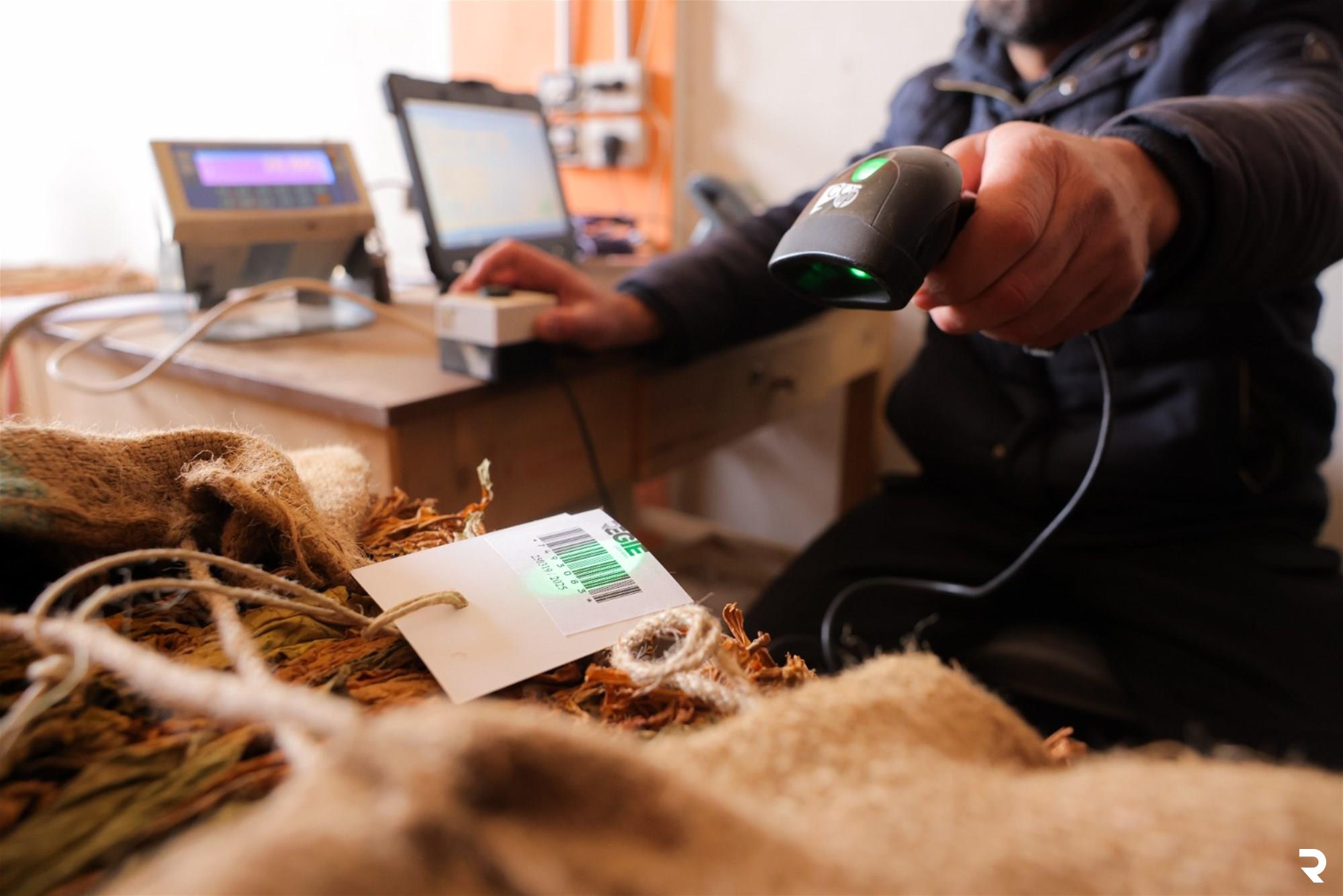 الريجي": بدء تسلّم محاصيل تبغ البقاع"