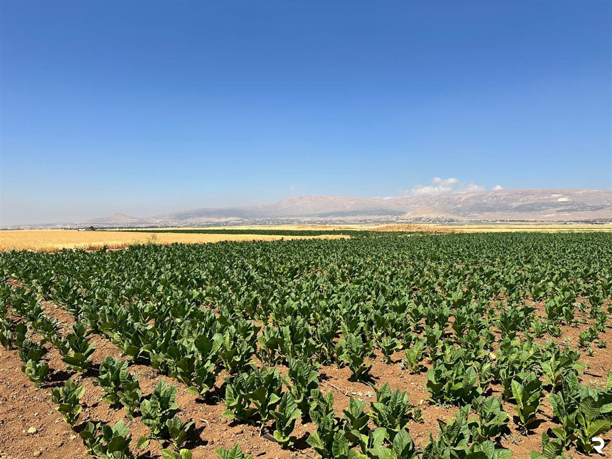 Regie visits Bekaa tobacco farmers to assess crops, provide guidance 