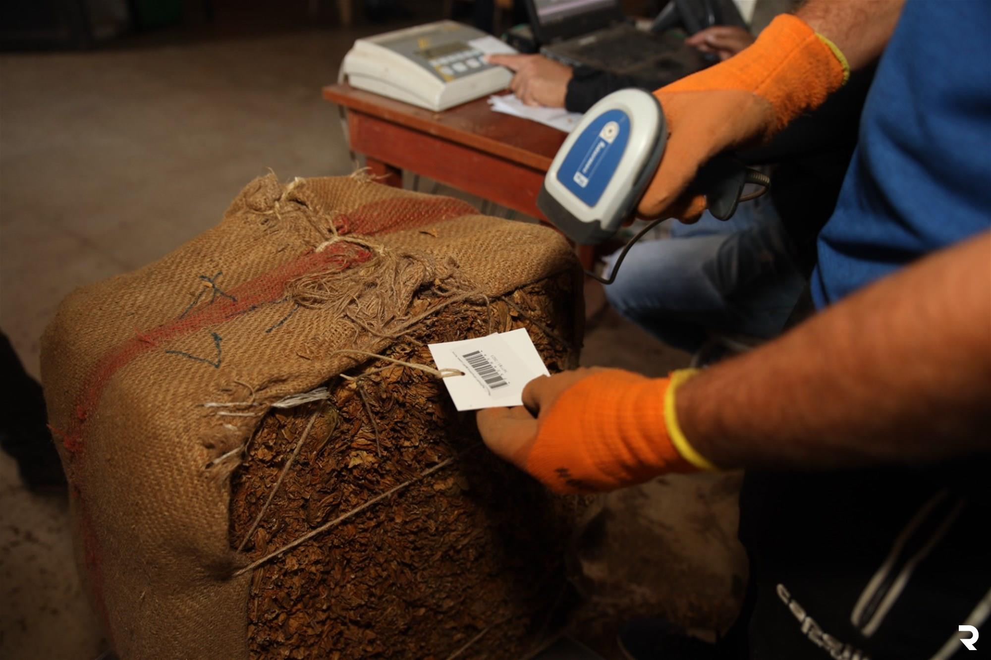 Regie Begins Receiving Northern Tobacco Crops