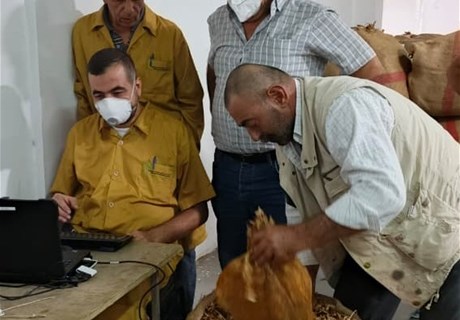 بدأت "الريجي" اليوم باستلام المحاصيل شمالاً