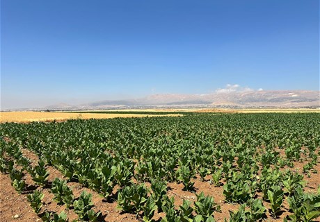 Regie visits Bekaa tobacco farmers to assess crops, provide guidance 