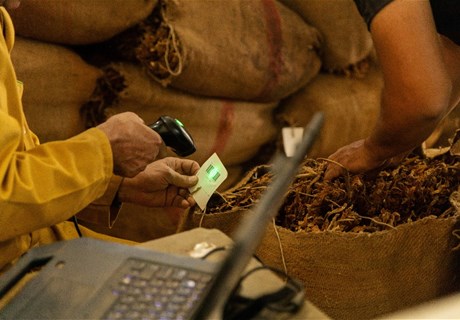 «الريجي» تفتح موسم تبغ 2026 من رميش: انطلاق استلام المحاصيل ودعمٌ للمزارعين في وجه الظروف الصعبة