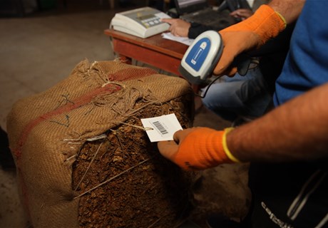 Regie Begins Receiving Northern Tobacco Crops